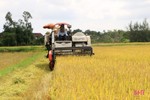 Nông dân Hà Tĩnh hối hả gặt lúa "chạy" bão Podul