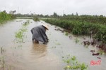Mưa lớn kéo dài, nhiều cánh đồng rau ở Hà Tĩnh "vùi" trong nước