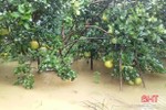 Người trồng bưởi Phúc Trạch có nguy cơ bị mưa lũ "cướp" mất hàng trăm tỷ