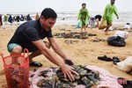 Gần 1 tấn sò vẹm dạt bờ, người dân Cẩm Nhượng thi nhau ra vớt