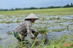 Nông dân Hà Tĩnh bì bõm gặt lúa ngập sâu trong nước lũ