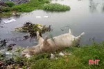 Phát hiện xác lợn cạnh bãi rác trong vùng dịch tả lợn châu Phi