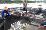 Chi cục trưởng Chi cục Thủy sản Hà Tĩnh nói gì về hiện tượng cá nuôi lồng bè chết hàng loạt?