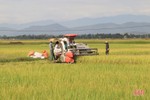 2 ngày nắng, nông dân Hà Tĩnh thu hoạch hơn 5.200 ha lúa hè thu