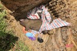 Thiên Lộc tiêu hủy 11 con lợn dương tính với dịch tả lợn châu Phi