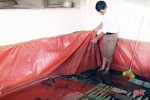 Độc lạ nghề nuôi lươn không bùn của người dân Hà Tĩnh