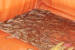 Lợn liên tiếp bị dịch, nông dân Cẩm Xuyên dùng chuồng nuôi lươn