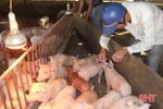 Dịch tả lợn châu Phi ‘bủa vây”, tiêm phòng gia súc ở Hà Tĩnh gặp khó