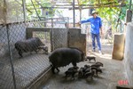 Nuôi lợn rừng, bí thư đoàn xã ở Hà Tĩnh thu 200 triệu đồng/năm