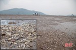 Hơn 263 tấn ngao chết ở “vựa ngao” Hà Tĩnh do sốc nước ngọt!