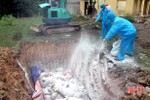 Dịch tả lợn châu Phi diễn biến phức tạp, 28.000 con lợn ở Vũ Quang bị đe dọa