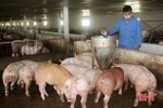 Hà Tĩnh giảm 7% tổng đàn lợn sau gần 3 tháng xuất ra thị trường