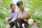 Nông dân Hà Tĩnh “chơi lớn”, đầu tư gần nửa tỷ trồng dưa theo công nghệ Hà Lan