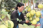 Vụ bưởi 2019, nông dân Can Lộc ước thu hơn 35 tỷ đồng