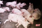 Hơn 10 tỷ đồng vốn vay chăn nuôi lợn ở Hà Tĩnh được cơ cấu lại thời gian trả nợ