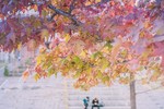 Nhật Bản đẹp mơ màng thời khắc chuyển mùa sang thu