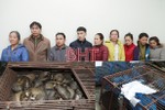 Truy tố 12 bị can vụ nuôi nhốt, buôn bán tê tê cực lớn ở Hà Tĩnh