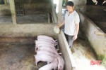 Dịch tả lợn châu Phi diễn biến khó lường ở Hà Tĩnh, nuôi nông hộ chưa nên tái đàn!