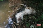 Kinh hãi xác lợn chết bị vứt trôi nổi tại xã Phú Lộc