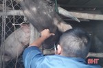 Xuất hiện bệnh lở mồm long móng trên gia súc ở TX Hồng Lĩnh