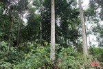 Cơ cấu đa dạng cây trồng, Hương Sơn nâng độ che phủ rừng gần 71%