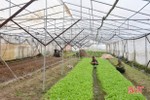 Sản xuất rau củ quả trong vườn nhà vừa hiệu quả kinh tế vừa đẹp cảnh quan
