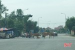 Tái diễn tình trạng trâu bò thả rông trên các tuyến đường ở Hà Tĩnh