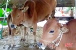 Xã miền núi Hà Tĩnh có 28 con bò bị bệnh lở mồm long móng