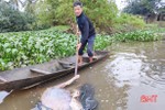 Hãi hùng xác lợn chết trôi trên sông ở Lộc Hà