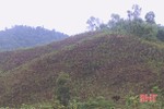 Nguy cơ tranh chấp đất rừng khi "2 người 1 sổ đỏ” ở huyện miền núi Hà Tĩnh