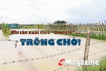Vụ đông ở Hà Tĩnh - khi nông dân sản xuất theo “thông lệ”... trông chờ!