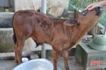327 con gia súc tại 7 huyện, thị Hà Tĩnh “dính” lở mồm long móng