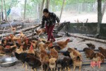 Nuôi lợn gặp khó, người dân bãi ngang ven biển Hà Tĩnh “chăm” gà an toàn sinh học