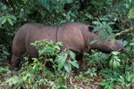Tê giác Sumatra ở Malaysia tuyệt chủng