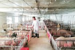 Thạch Hà tái cơ cấu lại ngành chăn nuôi sau dịch tả lợn châu Phi
