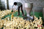 Chăn nuôi an toàn sinh học, nông dân Can Lộc gắng vượt qua “bão dịch”