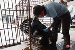Con gấu ngựa nặng 140 kg Công an Hà Tĩnh phát hiện trong taxi được xử lý thế nào?