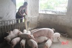 107 xã, phường ở Hà Tĩnh qua 30 ngày không phát sinh ca bệnh dịch tả lợn châu Phi