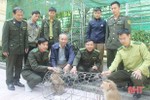 Thả 2 cá thể khỉ đuôi lợn về Vườn Quốc gia Vũ Quang
