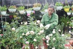 Các nhà vườn ở thành phố Hà Tĩnh hối hả chuẩn bị hoa Tết