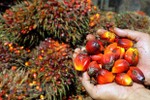Indonesia khiếu nại lên WTO về chỉ thị hạn chế dầu cọ của EU