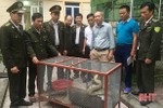 Bàn giao trăn gấm nặng 13 kg về Vườn quốc gia Vũ Quang