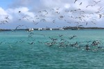 Cảnh tượng hàng triệu con chim lao xuống nước săn mồi