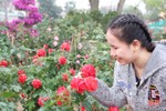 Những làng hoa ở Hà Tĩnh bung nụ đón tết