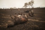 Hình ảnh tàn khốc về thảm họa cháy rừng ở Australia