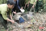 Vườn quốc gia Vũ Quang thả 12 cá thể cầy về tự nhiên
