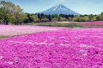 Những cánh đồng hoa xuân đẹp mê mẩn trên khắp thế giới
