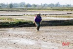 Cảnh báo tình trạng gieo cấy trước lịch thời vụ ở Hà Tĩnh trong điều kiện vụ xuân ấm 2020