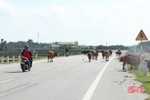 Trâu bò vẫn “nhởn nhơ” trên nhiều huyết mạch giao thông ở Hà Tĩnh
