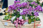 Hoa tết đẹp - độc - lạ ở Hà Tĩnh thỏa sức cho khách chơi Tết Canh Tý